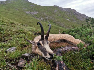 Gamsjagd in Tirol mit K&K Premium Jagd - zwei unvergessliche Jagdtage