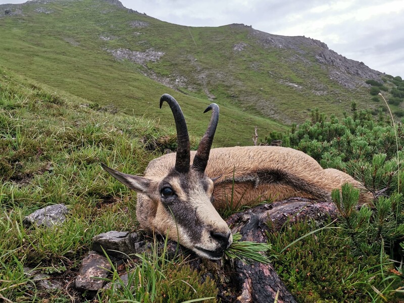 Gamsjagd in Tirol mit K&K Premium Jagd - zwei unvergessliche Jagdtage