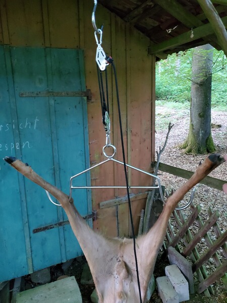 Wildgalgen mit Flaschenzug, Aufbrechhilfe