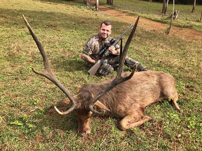 Starken Rusahirsch auf Mauritius waidwerken