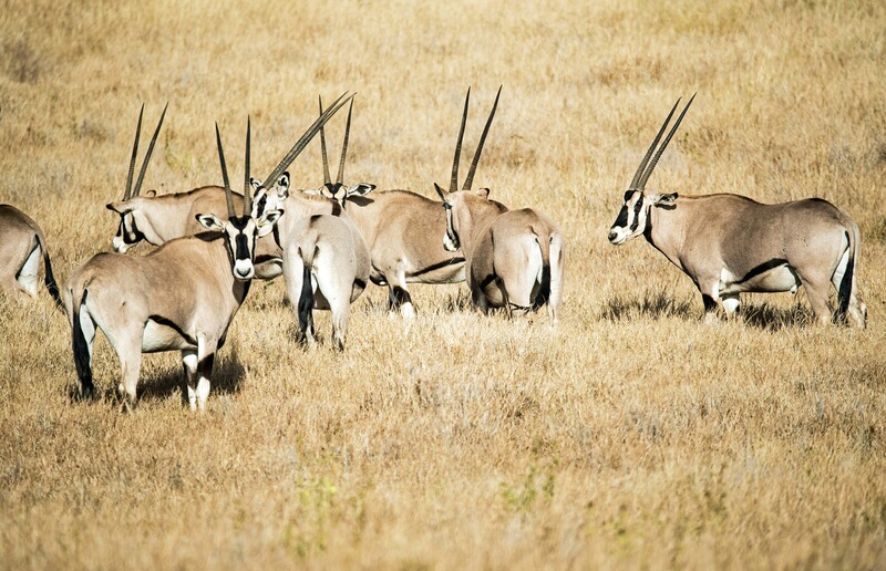 Reduktionsjagd in Namibia