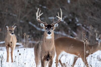 Weisswedelhirsch-Jagd in Quebec/Kanada im November (8.-14.11.2026)