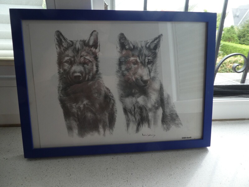 2 Jungwölfe Wolf Druck Wild und Hund Rahmen gerahmt Hans Lakomy
