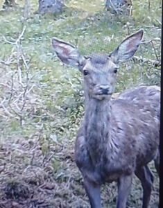 Händlerlogo von DaJagavomOberland