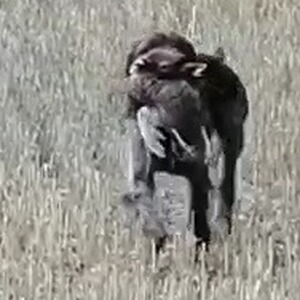 Händlerlogo von Pesedri