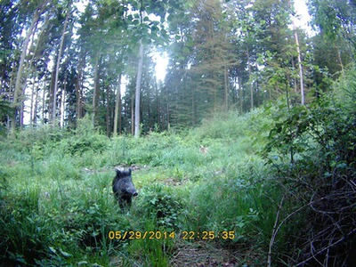 Händlerlogo von powdi01