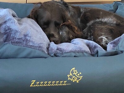 Händlerlogo von Suedpfaelzer